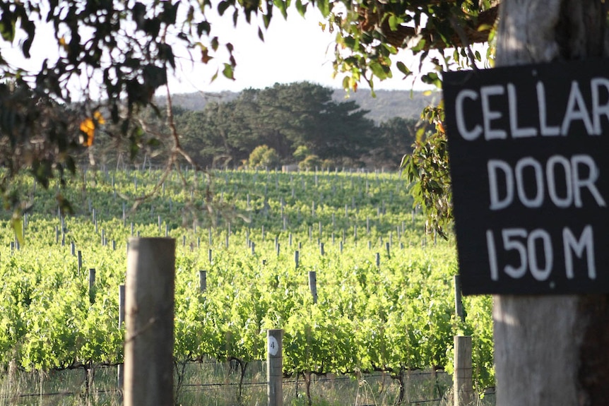 Vines in the Margaret River region, with a cellar door sign 150m sign nailed to a tree.