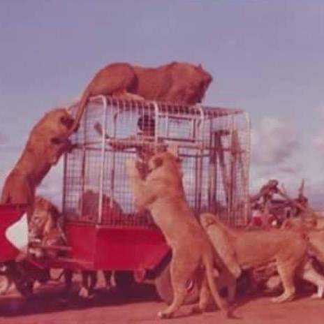 A pride of lions surrounds and climbs on a trailer covered with a metal cage with a man inside. 