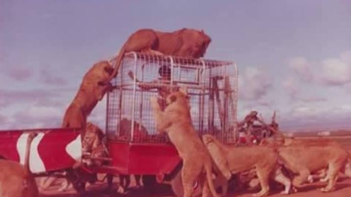 A pride of lions surrounds and climbs on a trailer covered with a metal cage with a man inside. 