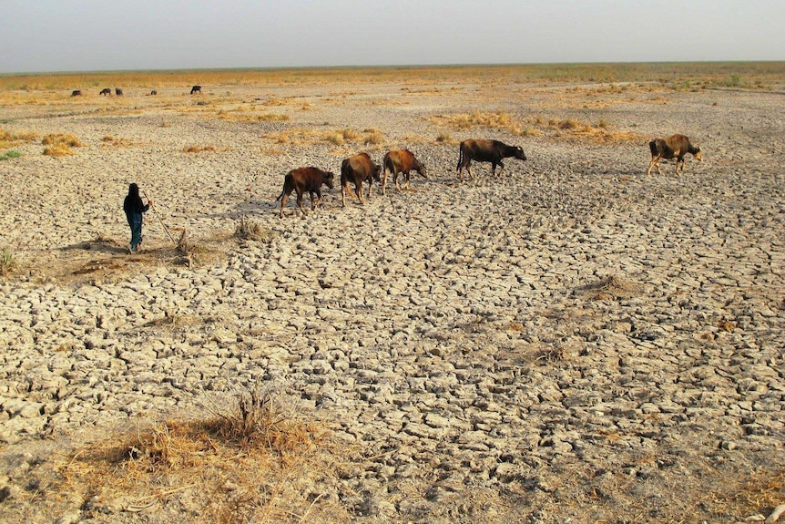 A woman walks across dry land leading water buffalo