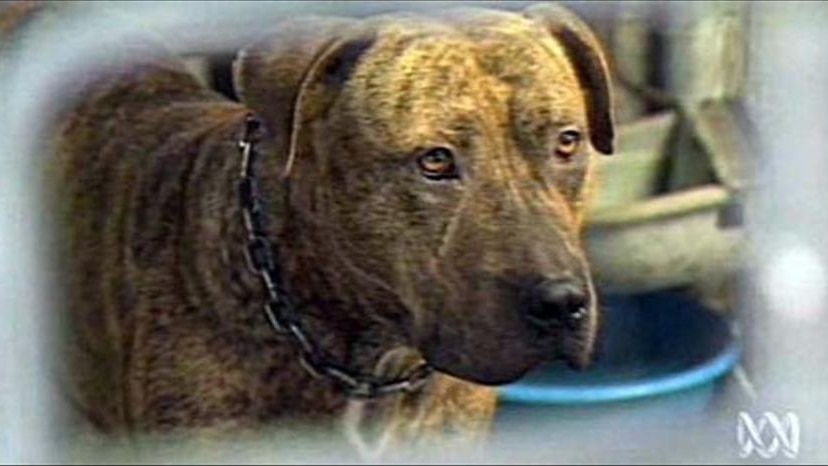 Pitbulls are to be banned in New South Wales