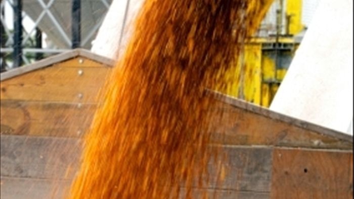 Organic grain pouring out from a silo