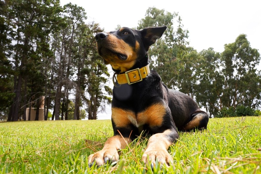 Lucy and Josh's kelpie Josie lies down on the grass looking out over the farm.