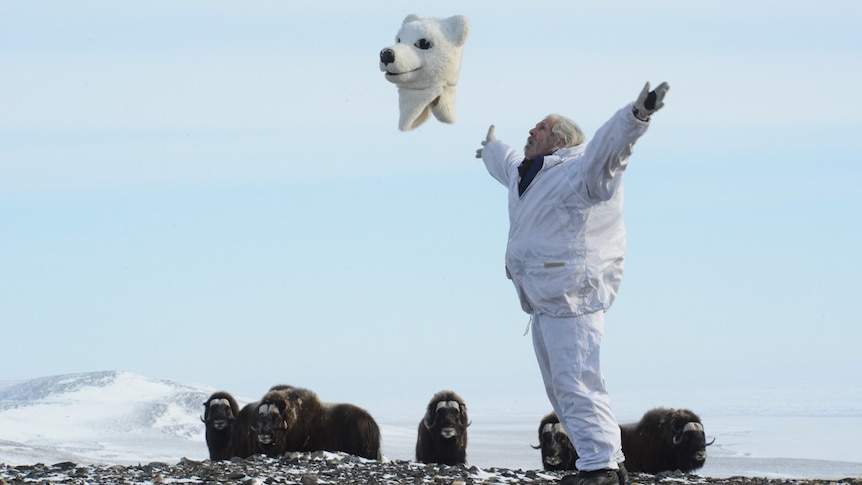 Joel Berger throws off his polar bear suit and spreads his arms as a group of muskoxen look on, in the Siberian Arctic