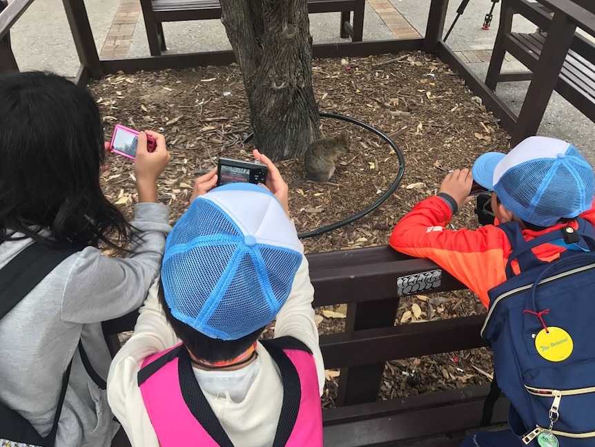 Tourists take pictures of a quokka on Rottnest.