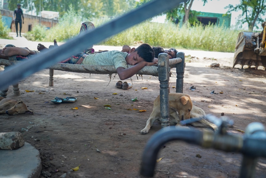 Several children sleeping on outdoor beds while a dog sleeps on the ground near them 