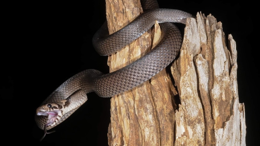 A snake on a tree.