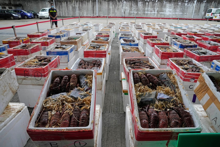 Australian lobsters seized by the Hong Kong Customs