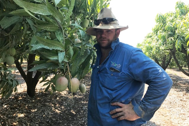 Rockhampton mango grower Tim Keogh stands beside one of his mango trees at his farm.