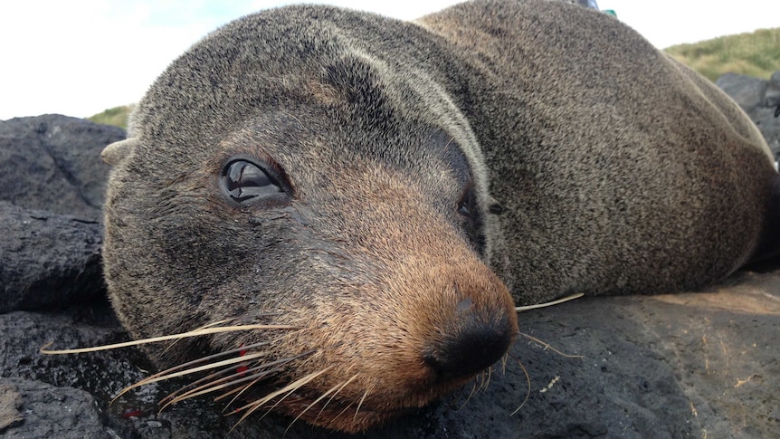 A close up of a seals face as he lies on the ground resting, with a tracking tag on his back.