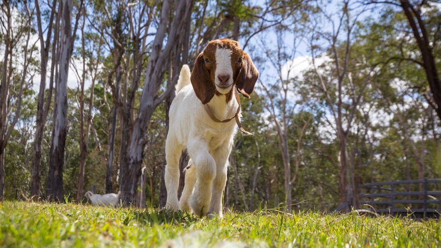A goat walks across a paddock.
