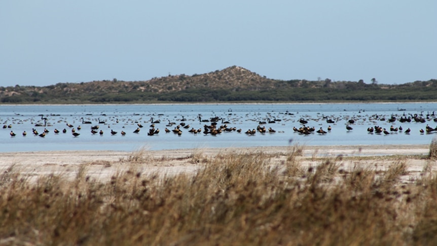 Black swans on water with a hill in the background and bush at the front