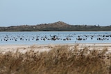 Black swans on water with a hill in the background and bush at the front