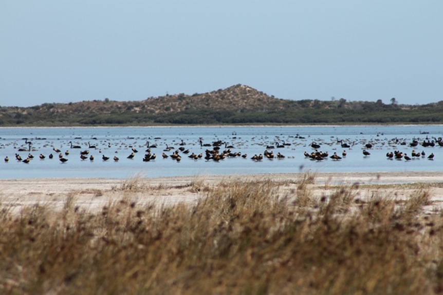 Swans in the shallows of a lake.