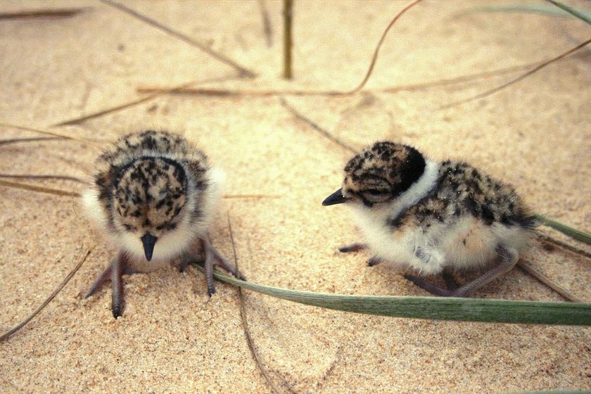 Hooded Plover chicks