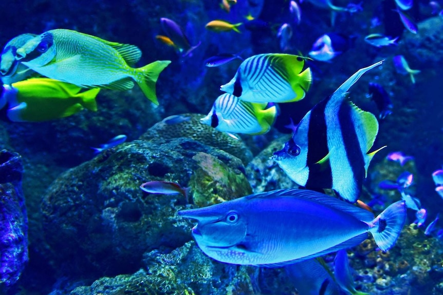 A mixture of coral reef fish swim past at the Cairns Aquarium.