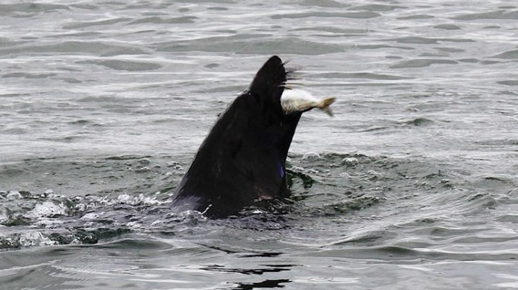 A seal rears out of water devouring a fish.