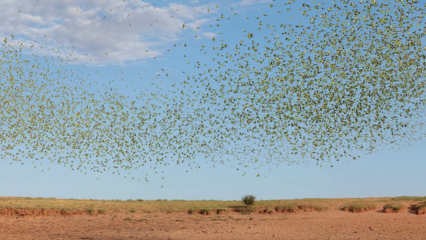 A flock of budgies swarms in the sky, above a waterhole surrounded by red dirt.