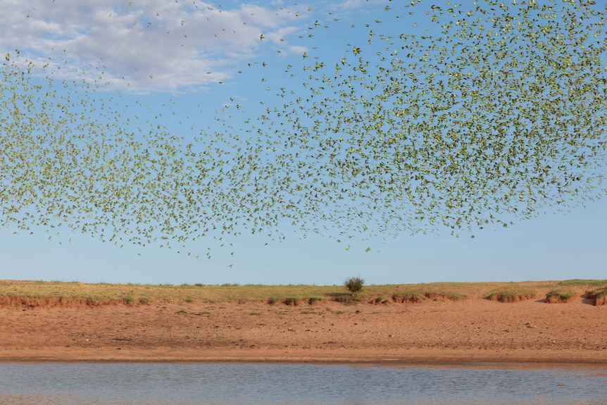 A flock of budgies swarms in the sky, above a waterhole surrounded by red dirt.