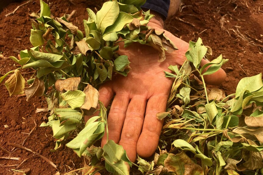 Drought affected peanut plant