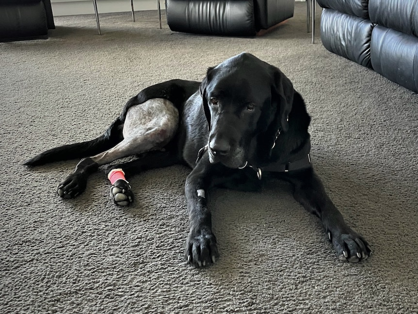 A black labrador with a shaved and bandaged back leg lying on the floor of a living room