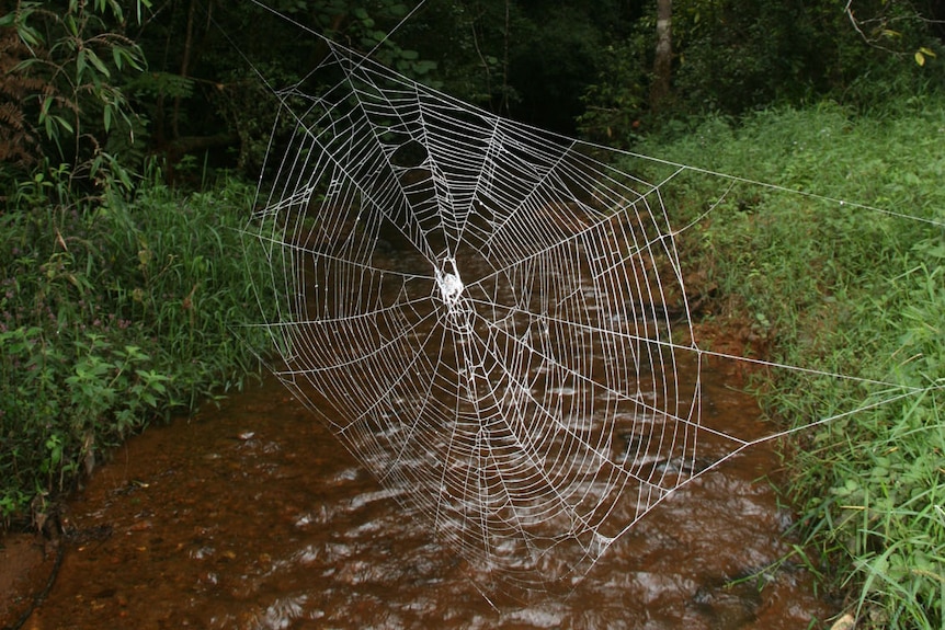Darwin's bark spider web