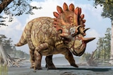 Artistic impression of dinosaur Regaliceratops peterhewsi nicknamed 'Hellboy'