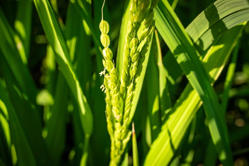 A vibrant green rice crop.