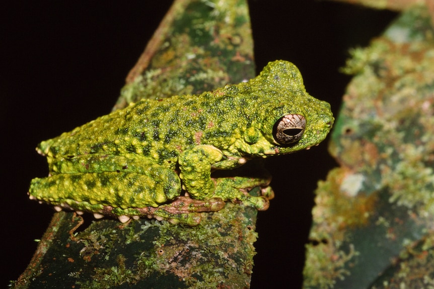A rough-skinned, mottled green frog.