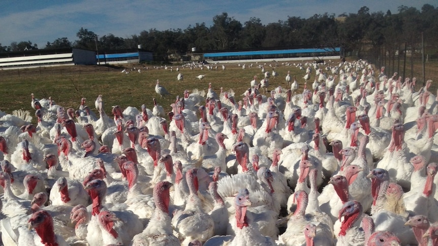 Free-range turkeys ready for droving in north east Victoria.