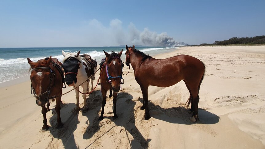 Four horses tied together stand on a beach.