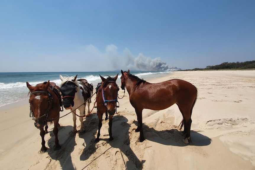 Four horses tied together stand on a beach.