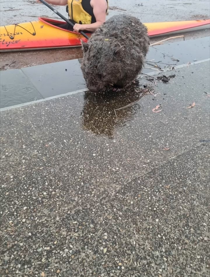 A wet wombat on a footpath near a body of water.