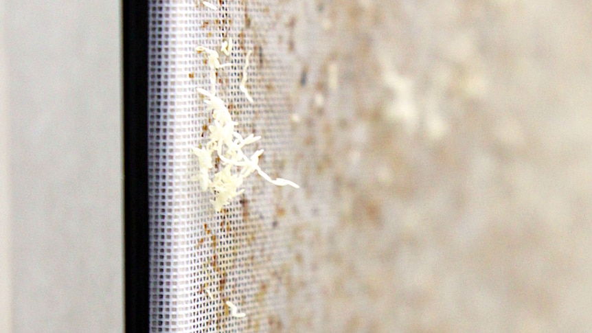 Tiny white fly eggs cling to the outside of the fly cage.