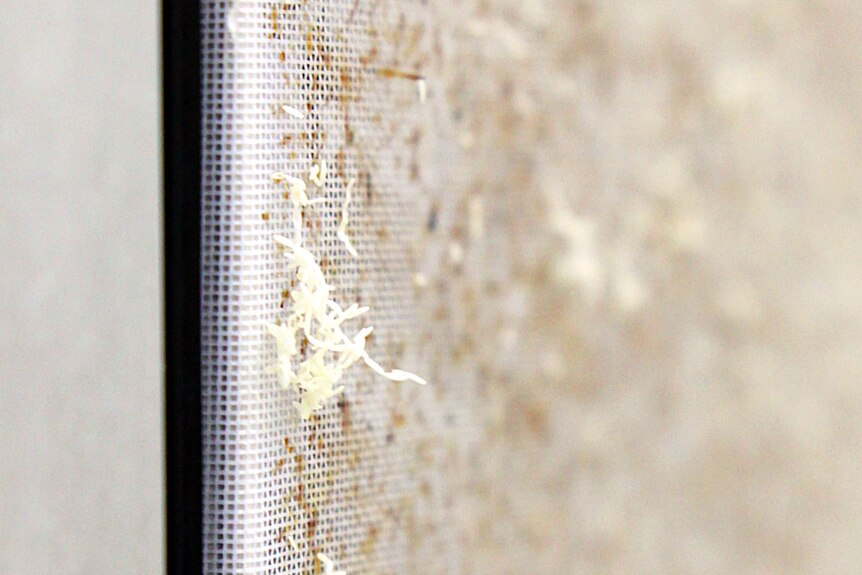 Tiny white fly eggs cling to the outside of the fly cage.
