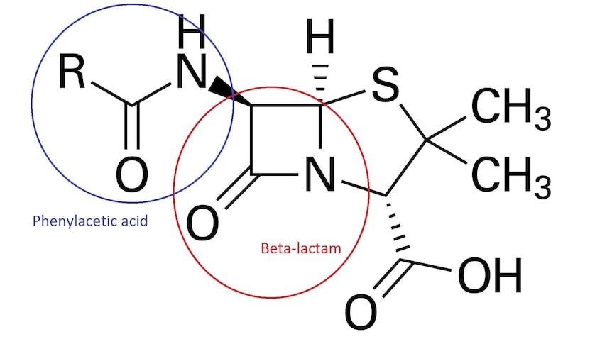 Diagram of the penicillin molecule.