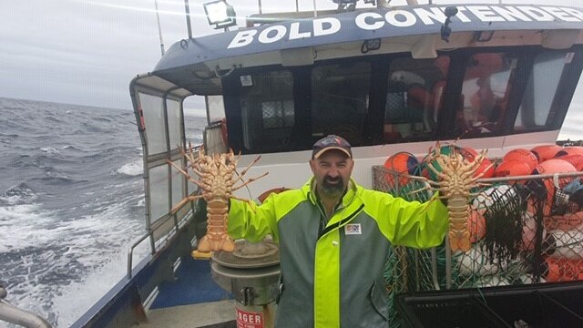fisher holding two lobsters on a boat in the ocean
