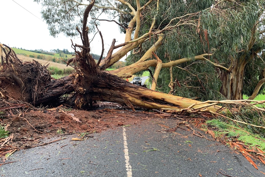 A fallen tree over the road.