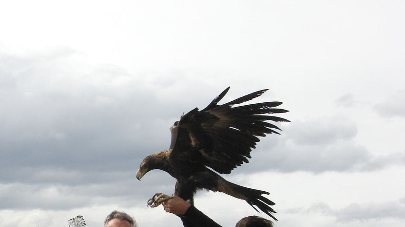 The wedge-tailed eagle spent up to a fortnight in a steel trap
