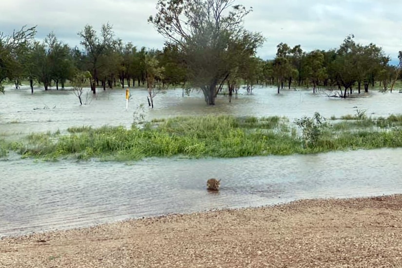 A kangaroo crouches in flood waters.