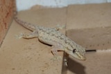 Asian house gecko.