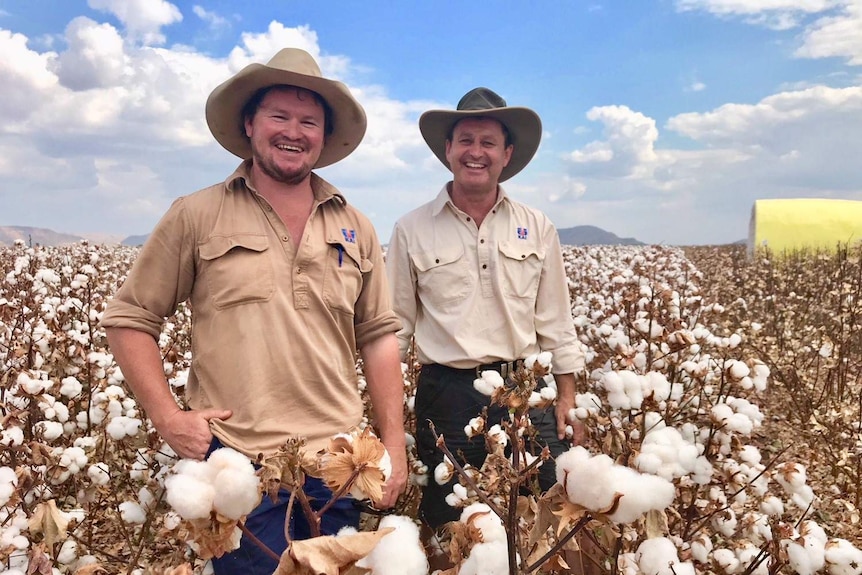 Two farmers standing in a cotton field.