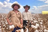 Two farmers standing in a cotton field