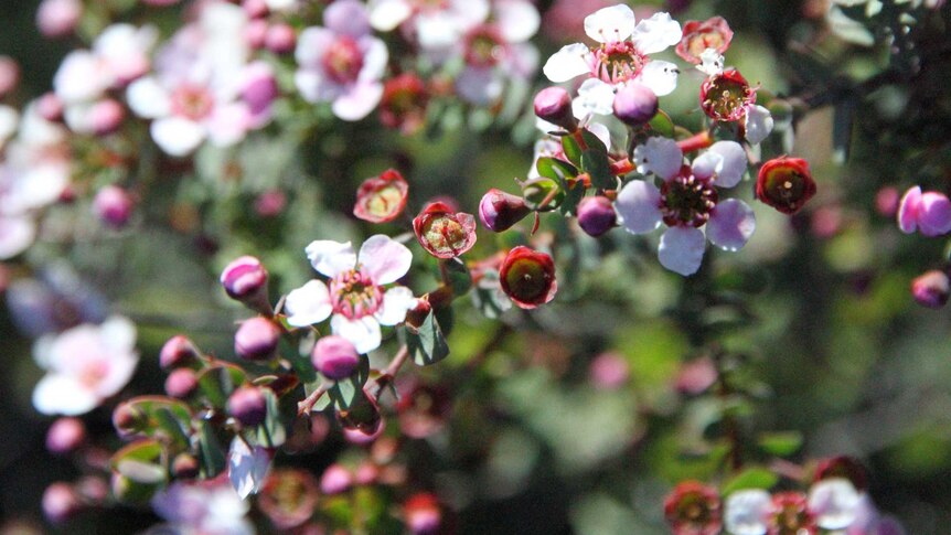 a close up of a pink wildflowers.