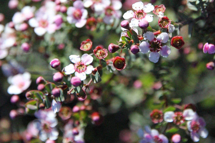 a close up of a pink wildflowers.