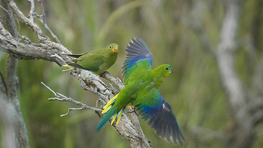 Orange-bellied parrots flying.
