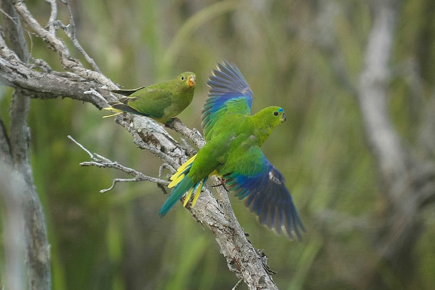 Orange-bellied parrots flying.