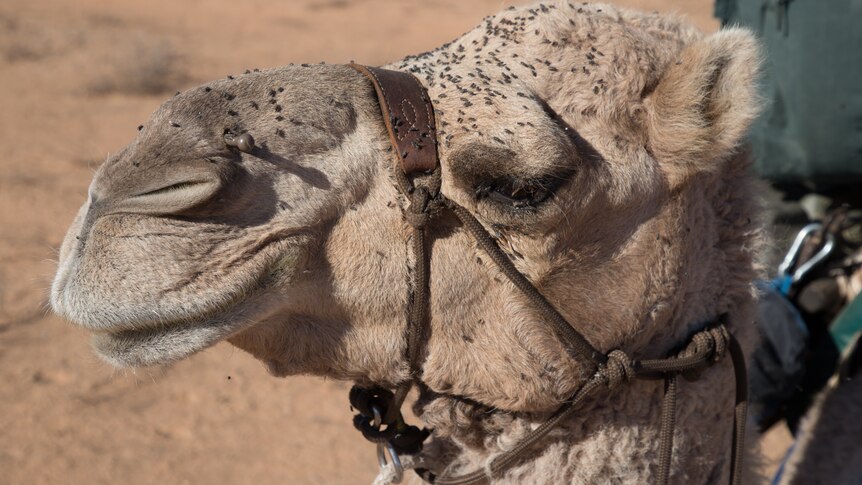 Camels supported the expedition into the desert.