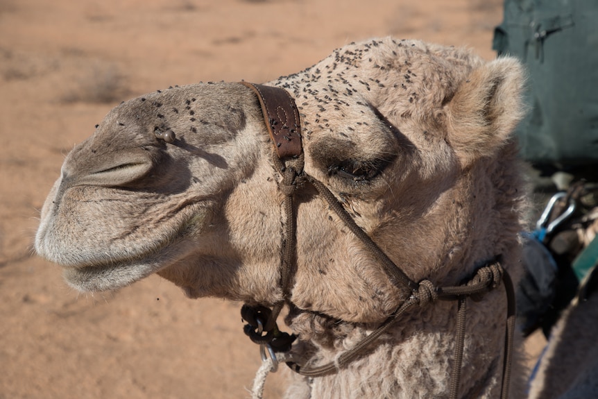 A close-up side view of a camel's head. The camel wears a harness and its face is covered in small black flies.