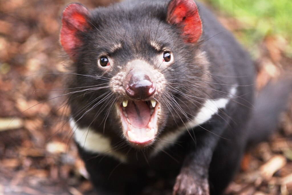 Fighting Extinction Abc Listen